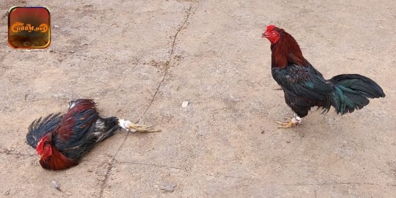 Trải nghiệm đá gà mạng ăn tiền 88M với hình ảnh trực tiếp và âm thanh sống động